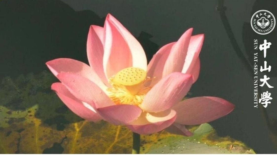 ��ҳ|ng������Ϸ�й����Źٷ���վ