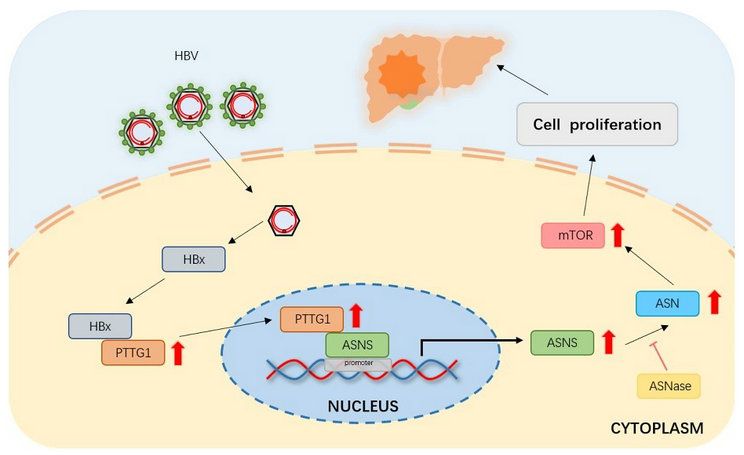DACE5A780C72BD6D7D9A562FD3A_493ABD9B_90D5