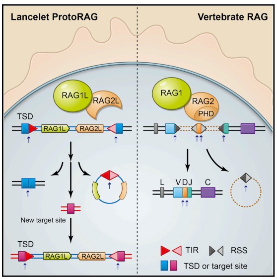 ��ҳ|ng������Ϸ�й����Źٷ���վ