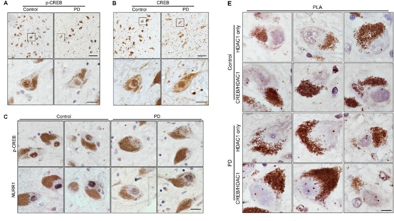 ��ҳ|ng������Ϸ�й����Źٷ���վ