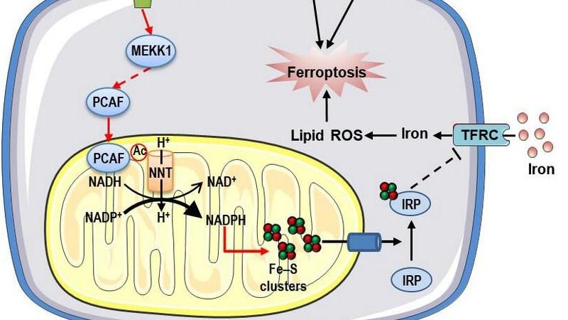 ��ҳ|ng������Ϸ�й����Źٷ���վ