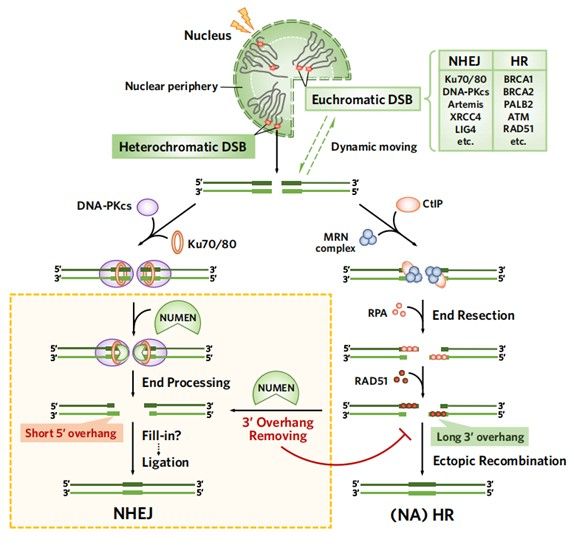 AFC410E22745F7A637265B01DC4_DFEDA030_BF7F