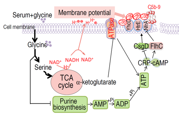 ��ҳ|ng������Ϸ�й����Źٷ���վ