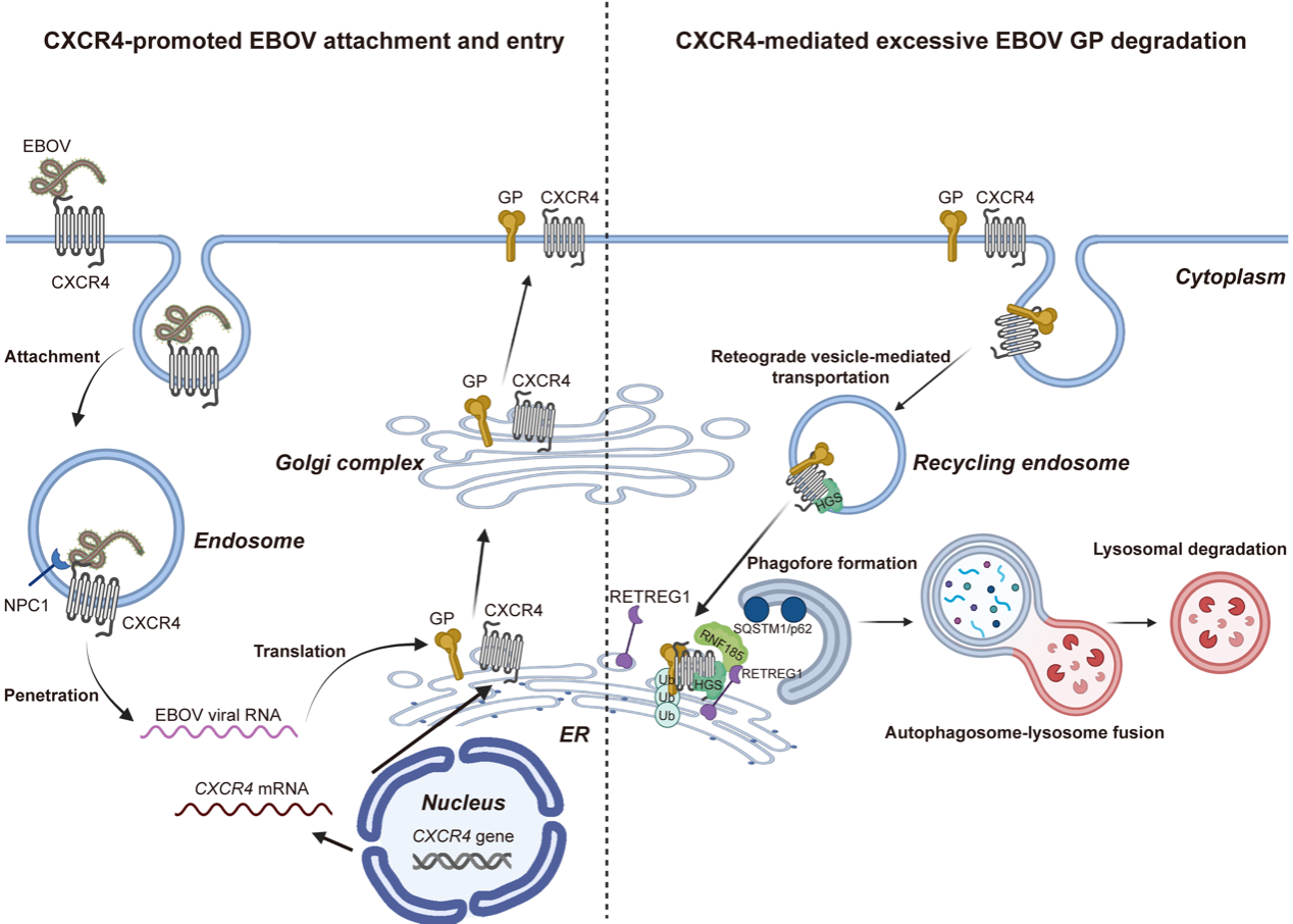 E1A8BB5429A2FF269C4DBA51744_193E0A12_63DC2