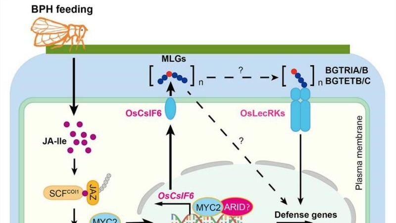 ��ҳ|ng������Ϸ�й����Źٷ���վ