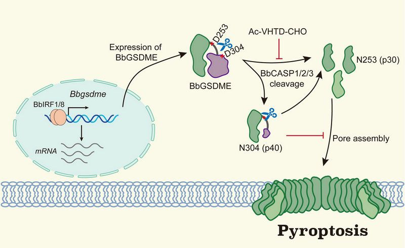 28A715A8864295809017DD77D12_D648BDB2_E262