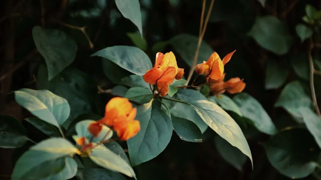 6393325A430DCA266491B6637D0_0888C6AD_E941 ͼƬ