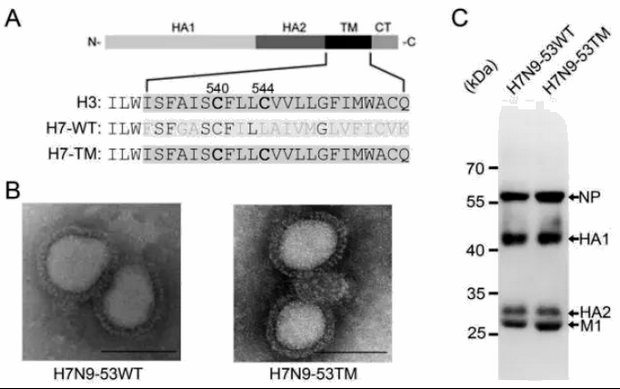 ��ҳ|ng������Ϸ�й����Źٷ���վ