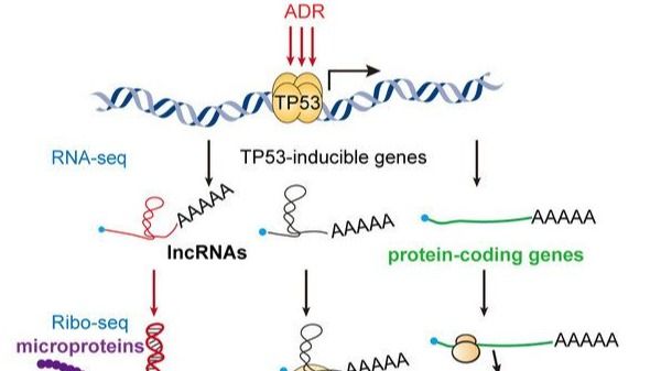 ��ҳ|ng������Ϸ�й����Źٷ���վ