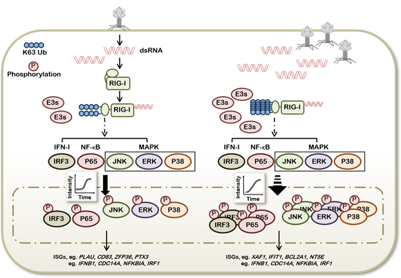 ��ҳ|ng������Ϸ�й����Źٷ���վ