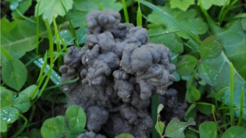 8D9AFDBAA0B6B76A335D5C2C473_9F2D16E3_10A77