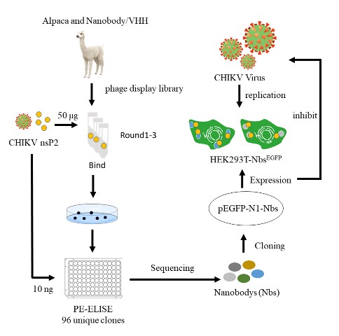 B83A9DF13F4900FE46C43212BA2_E3EC9B16_9B8F