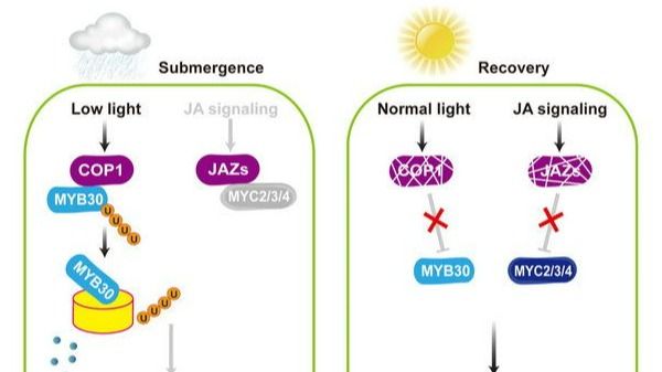 ��ҳ|ng������Ϸ�й����Źٷ���վ