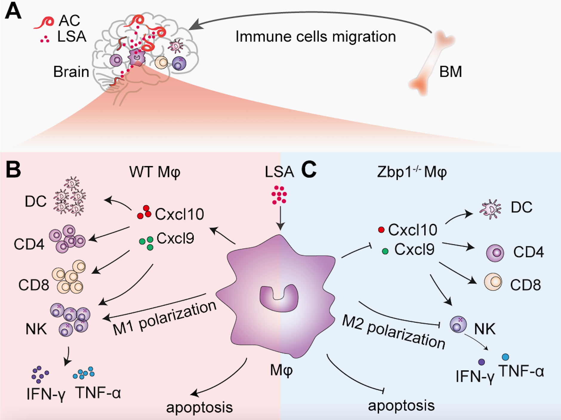 ED44292AD9D94CBD15B85C9F973_EBC2B129_C2493