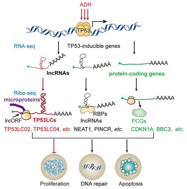 45A43AF5BB5D846D5F5D1B2071B_06D71B63_CCE8 45A43AF5BB5D846D5F5D1B2071B_06D71B63_CCE8