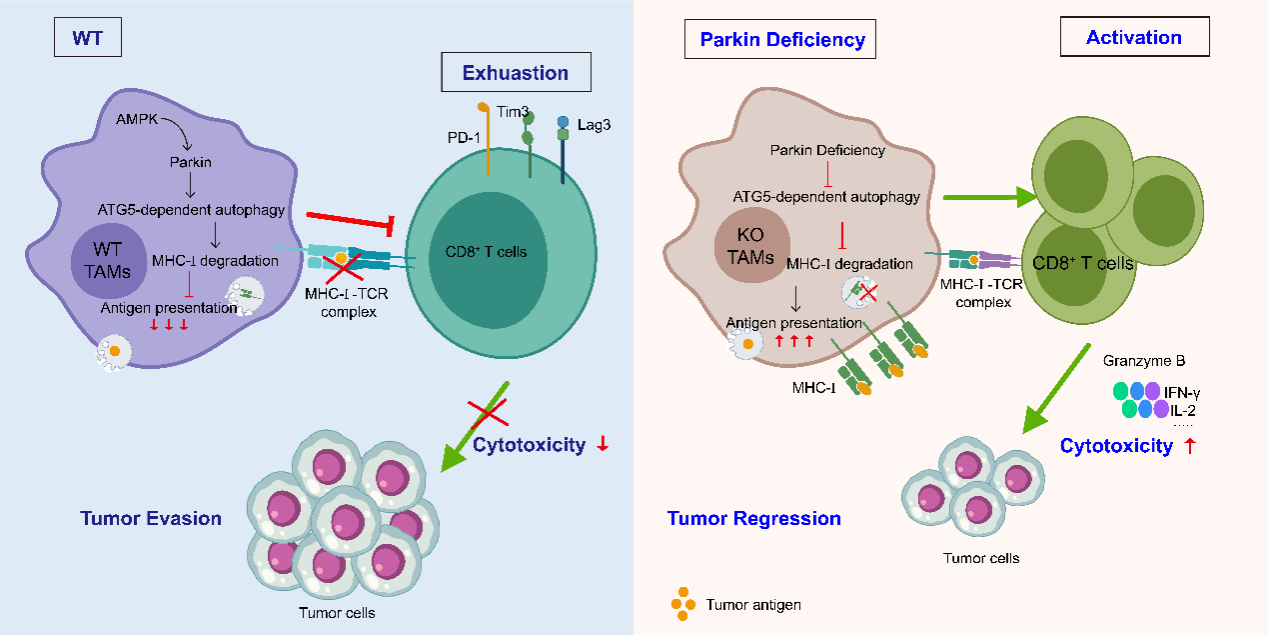 57408CAFB4CE7910700F28996DD_DF4C81FF_16591