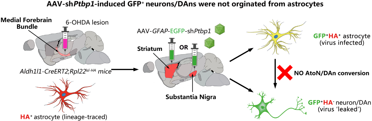 47808496BA93CFA44373BD02FFF_F253D37D_31B0B