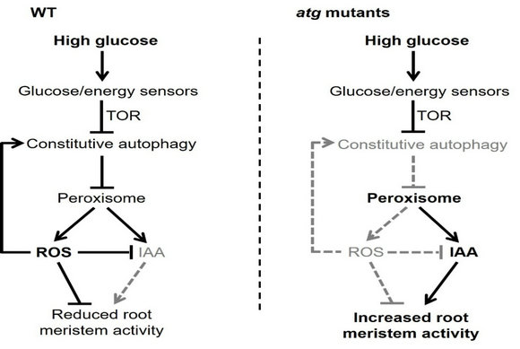 ��ҳ|ng������Ϸ�й����Źٷ���վ