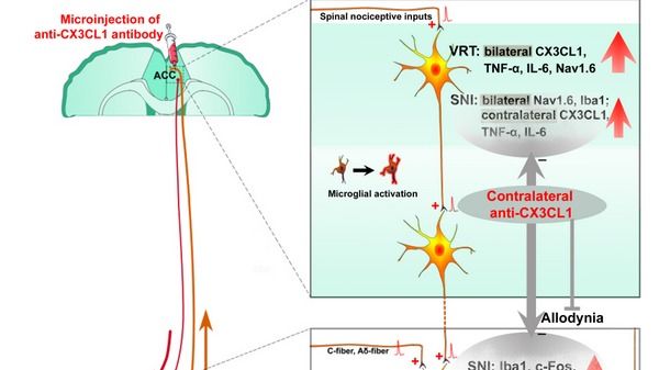 ��ҳ|ng������Ϸ�й����Źٷ���վ