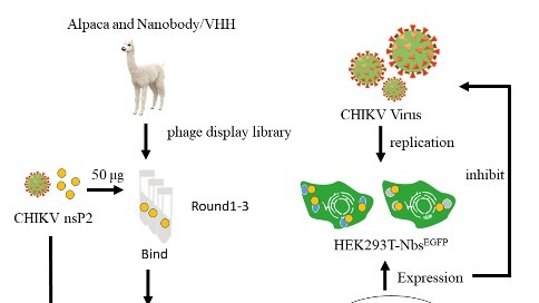 ��ҳ|ng������Ϸ�й����Źٷ���վ