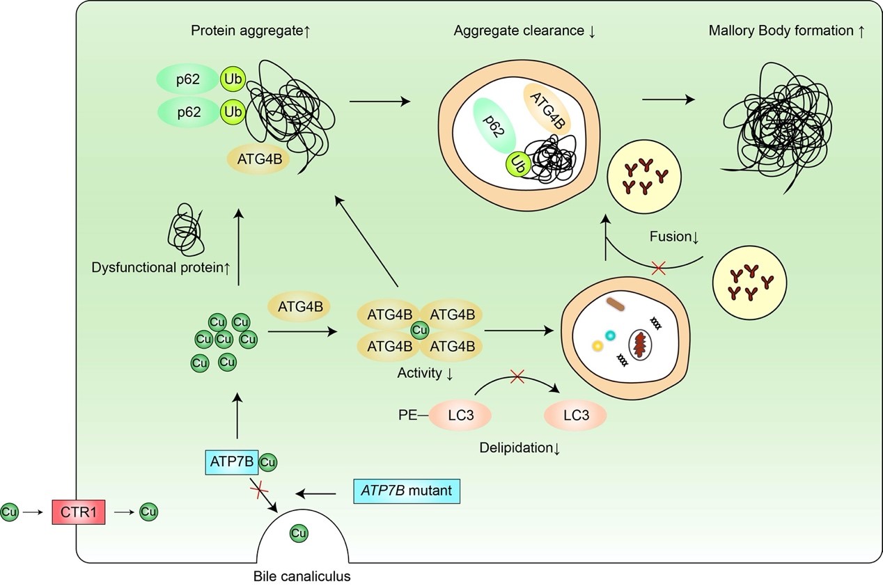 ��ҳ|ng������Ϸ�й����Źٷ���վ