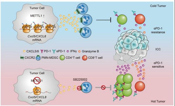 0CF8A8D8DEB96230030C82E29FF_D30969E3_9344