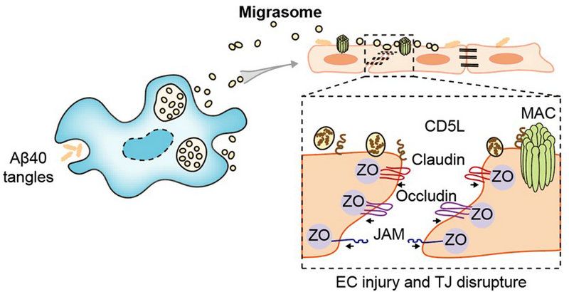 6697DC4EDB5070BC61F8AB05513_7BC2CC62_CC3B