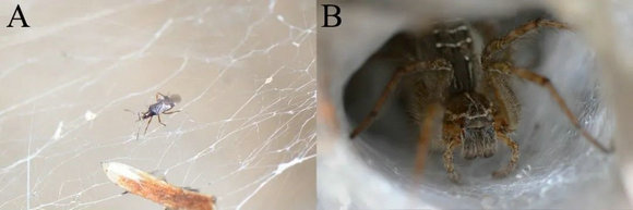 ��ҳ|ng������Ϸ�й����Źٷ���վ