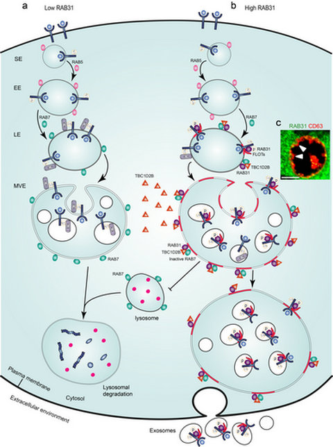 ��ҳ|ng������Ϸ�й����Źٷ���վ