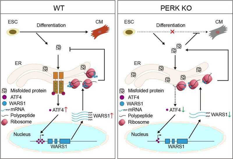 9FB482879E34197164C0DE155B3_6A38A66B_11288