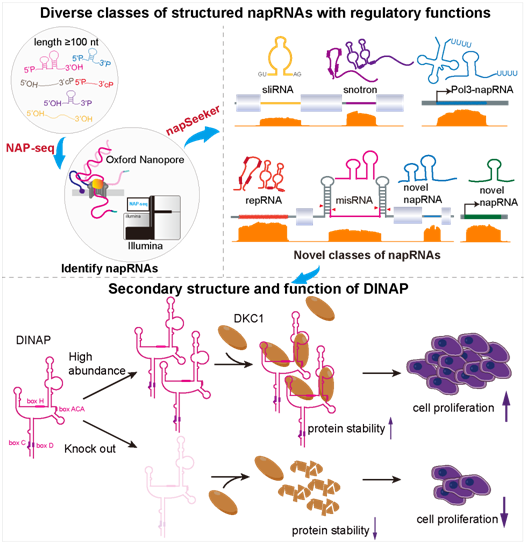 8FA0BE7CC0BA56F56F1CCD4CCFF_0BBD11AB_20B0E