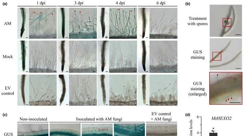 ��ҳ|ng������Ϸ�й����Źٷ���վ