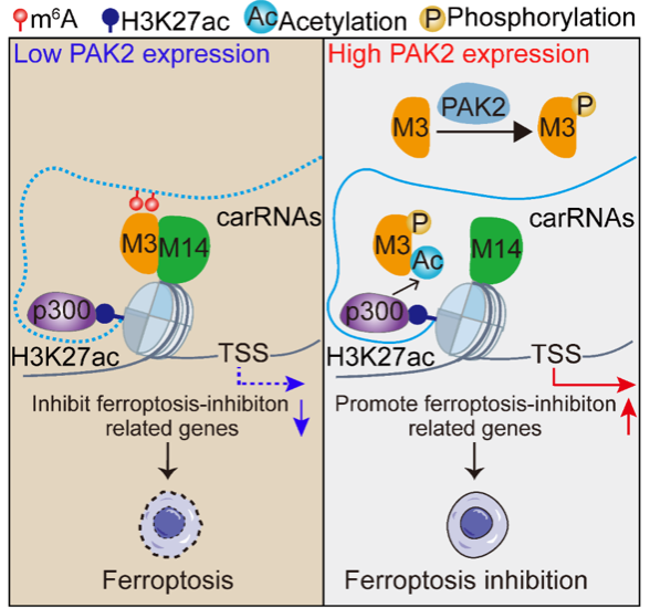 7D6C511E38FD7F80EAACC42B55C_74CAD472_2B0C8