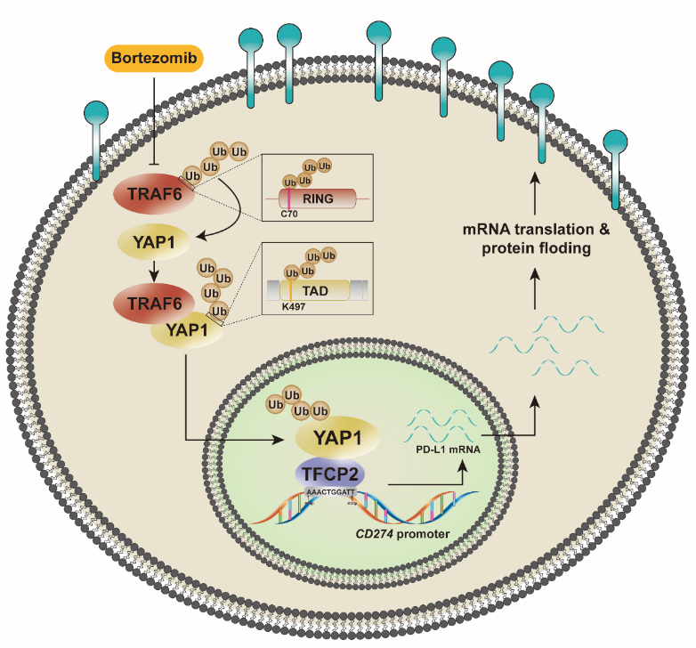 4436CCFFDD3E7218BAD4DE11A9B_7B1869D3_49A6A