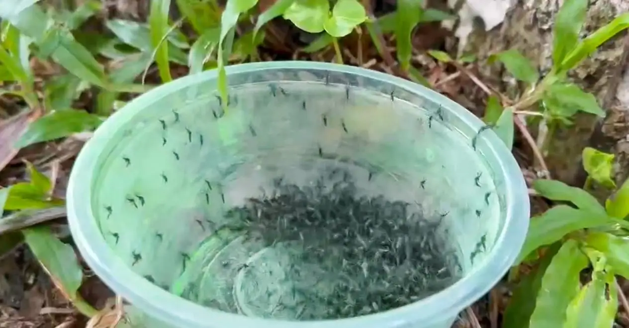 C8C0DB156307745CC0D562048B1_D27B8C7C_BAEA