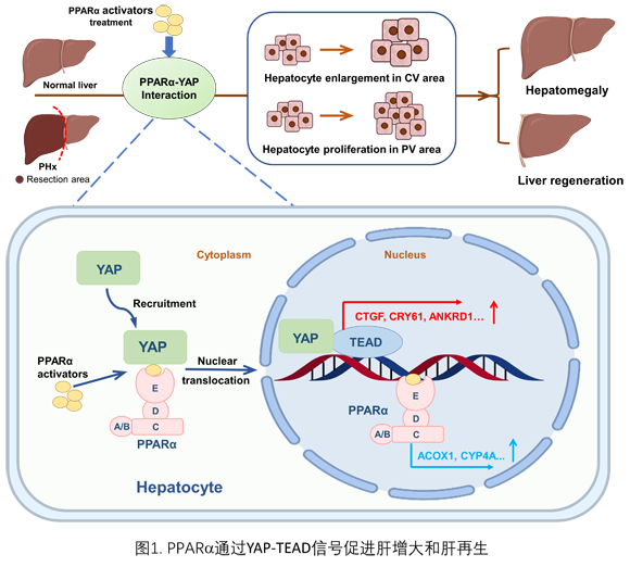 ��ҳ|ng������Ϸ�й����Źٷ���վ