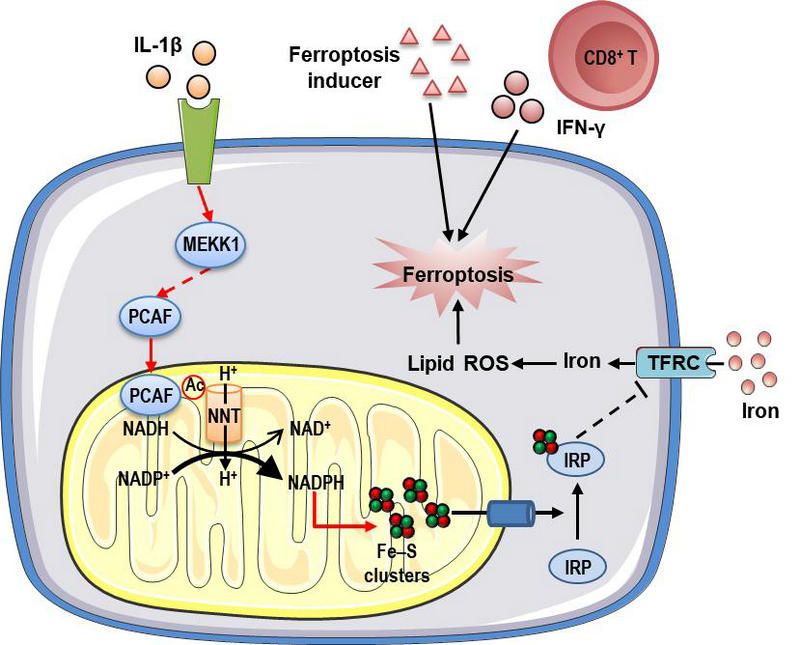 DE3EEAAB72D605B25124C41918A_6C8DD15D_12609