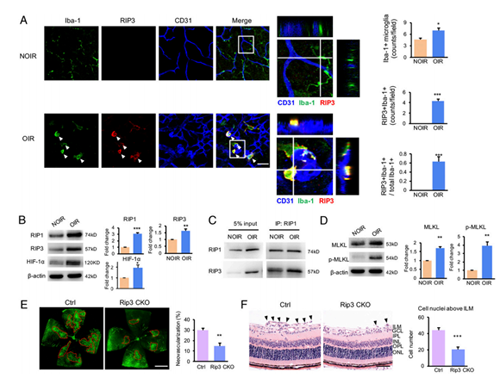 ��ҳ|ng������Ϸ�й����Źٷ���վ
