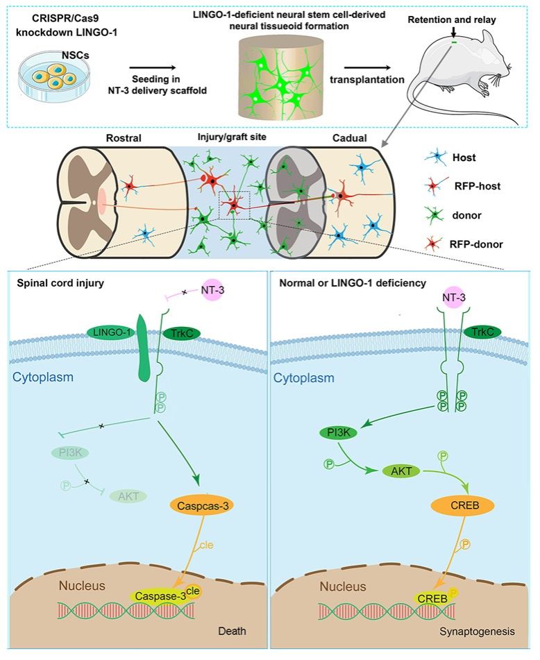 854BB84F417E4A36956ADA47E55_12C86D6C_1942B