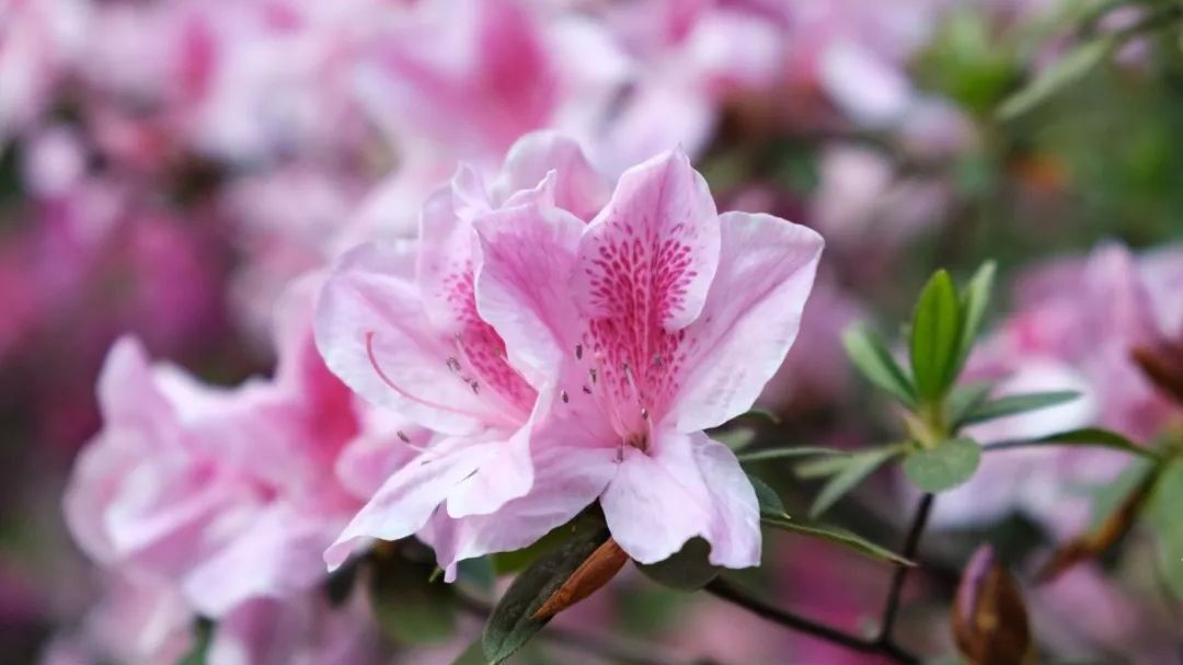 ��ҳ|ng������Ϸ�й����Źٷ���վ