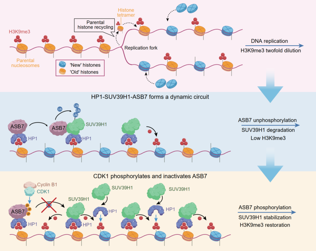 5D5C5439C589AFAAD1069027DA8_2630D1C9_53D61