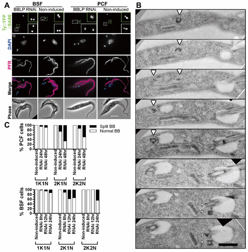 ��ҳ|ng������Ϸ�й����Źٷ���վ