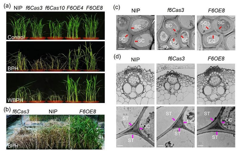 7AA4A38E8D61FACC0581A18C397_D9AF70BE_17433