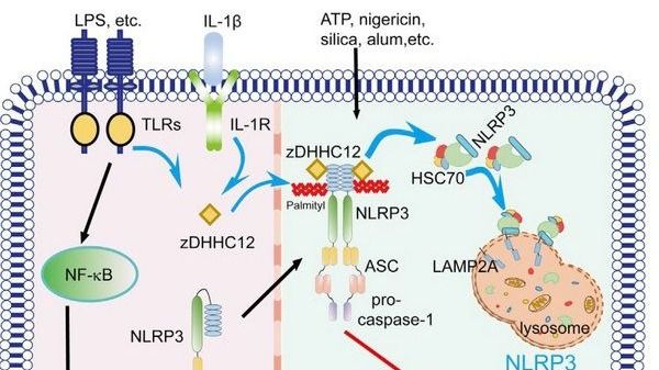 ��ҳ|ng������Ϸ�й����Źٷ���վ