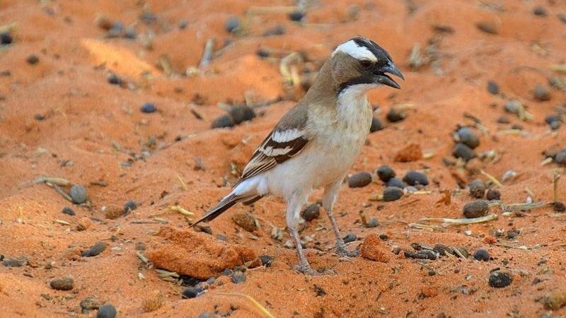 ��ҳ|ng������Ϸ�й����Źٷ���վ