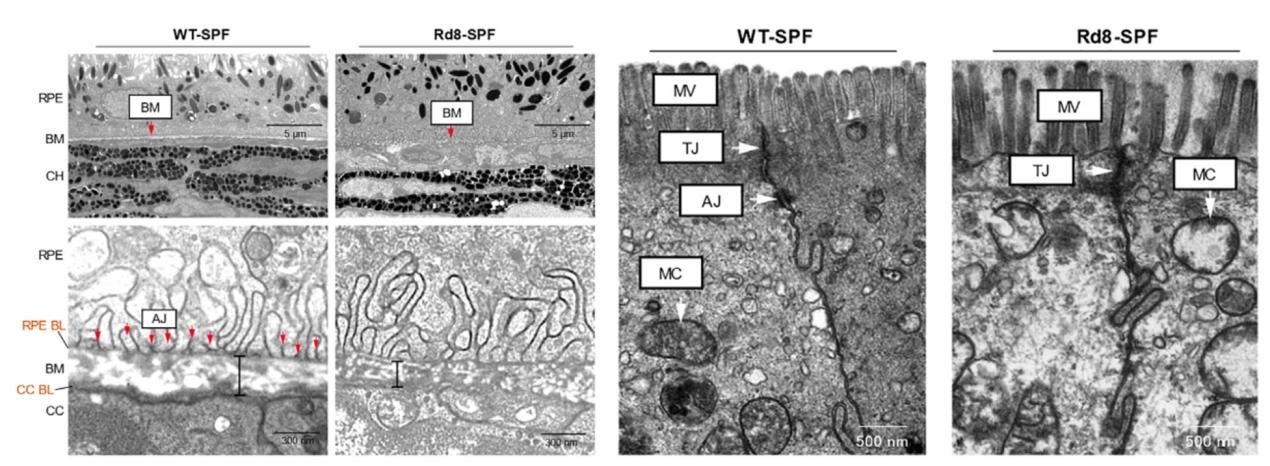 3F8A0ABF8B8541F1DF024B149D2_37D165CD_1F6D9