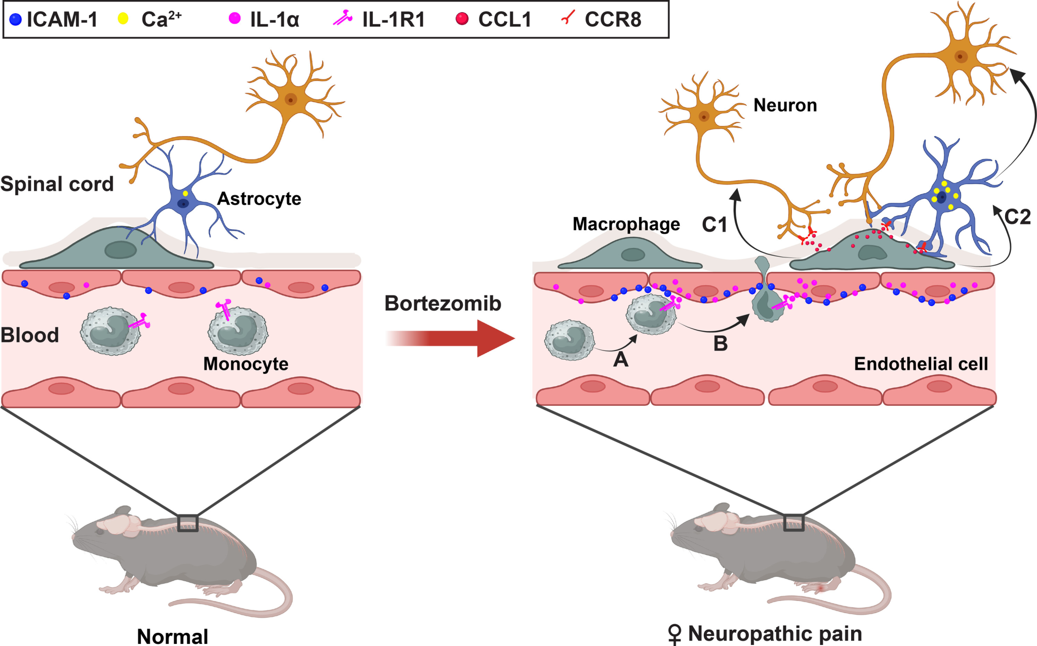 3A4B42DE174E07CF1276FAFD9D5_3F70A29F_E6262