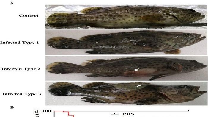 ��ҳ|ng������Ϸ�й����Źٷ���վ