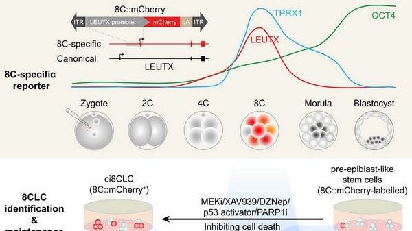 ��ҳ|ng������Ϸ�й����Źٷ���վ