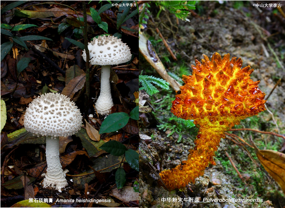 ��ҳ|ng������Ϸ�й����Źٷ���վ